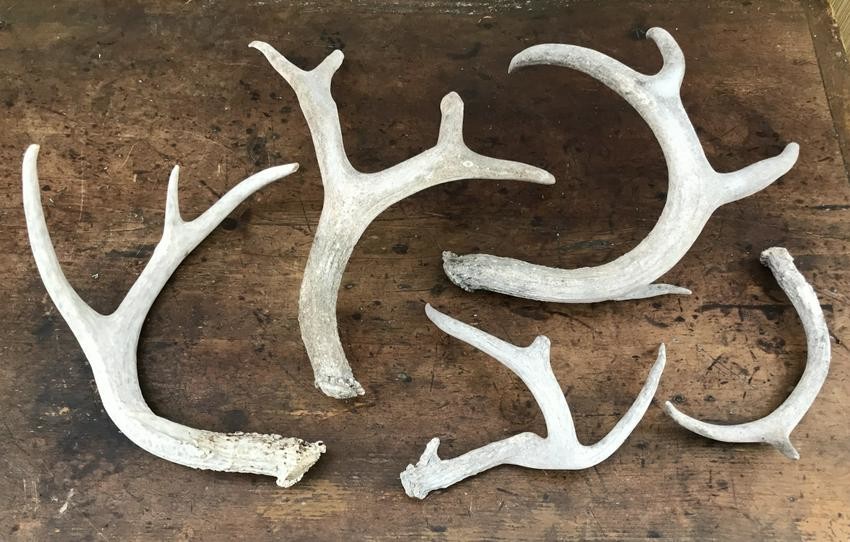 Collection of Naturally Shed Deer Antlers