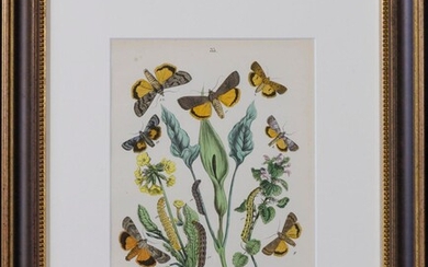 European Butterflies and Moths [12 FRAMED PLATES]