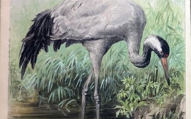 Fleischmann Original Watercolor - Grey Crane