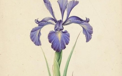 James Andrews (1801-1876) Ten floral studies Some inscribed...