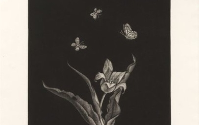 Kiyoshi Hasegawa, Tulip et trois papillons