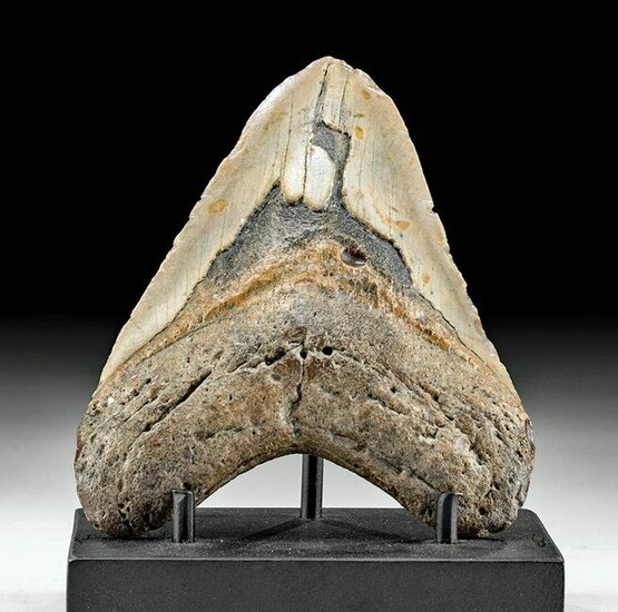 Large Fossilized Megalodon Tooth - 5"