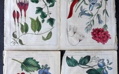 Marnock, Robert 1837 Lot of 4 Hand Col Botanical Prints