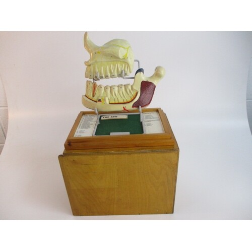 Mid century cased anatomical model The Jaw by Keycard