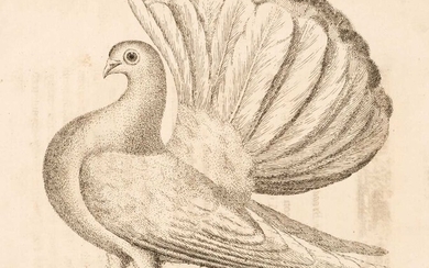 Moore (John). A Treatise on Domestic Pigeons, 1765
