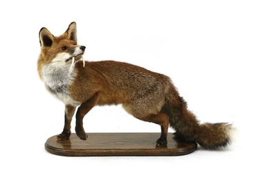 SABRE-TOOTH FOX