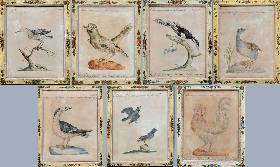 Sieben Vogeldarstellungen in Rahmen / Seven ornithological illustrations, framed