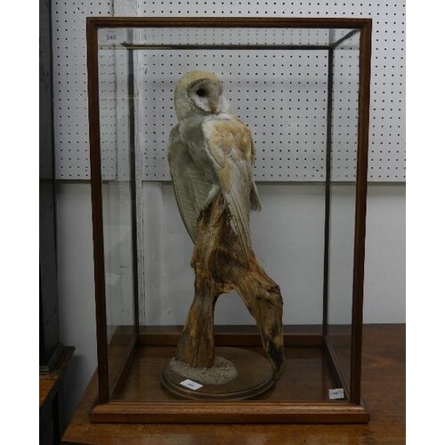 Taxidermy: Early 20th century cased Barn Owl (Tito alba), pe...