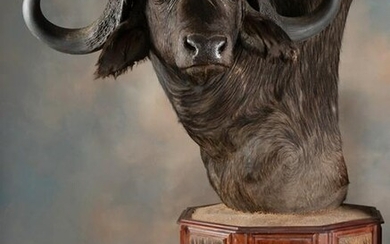 Trophy full chest mount Water Buffalo mounted on an