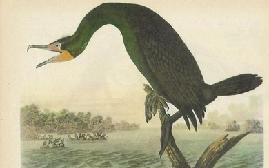 c1946 Audubon Print, #252 Double-Crested Cormorant