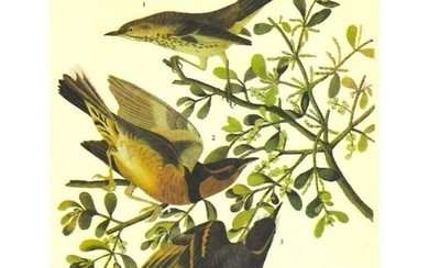 c1946 Audubon Print, #369 Thrasher and Thrush