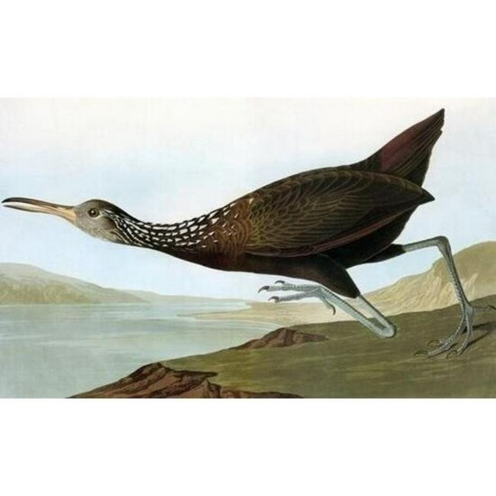 c1946 Audubon Print, #377 Limpkin