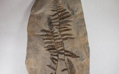 Complete Fossil Fern - Pecopteris sp. - 55×31×5 cm