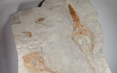 Two fossil rays - Libanopristis hiram, Rhinobatos whitfieldi - 67×60×5 cm