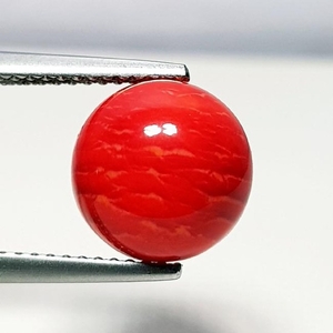 3.30 ct Natural Red Coral - Coted