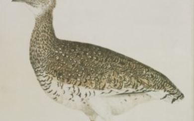 Prideaux John Selby (1788-1867) A LITTLE BUSTARD Signed l.r.