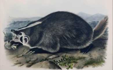 Audubon Lithograph Badger