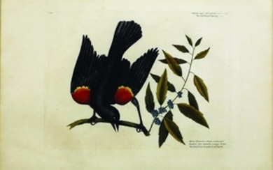 Catesby Bird Engraving, Red Winged Starling