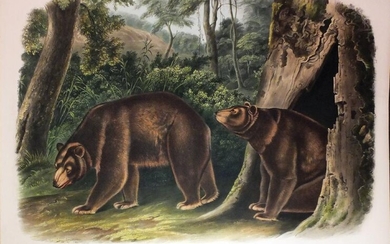 Audubon Lithograph, Cinnamon Bear