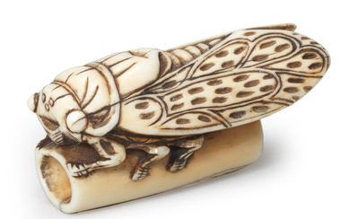 An ivory netsuke of a cicada