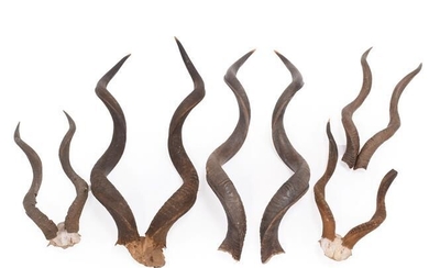 Antlers/Horns: A Collection of African Game Trophy Horns, circa early-mid...