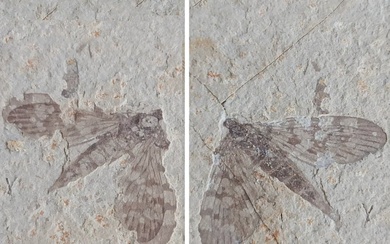 Beautiful pair matrix - Fossilised animal - kalligrammatids-"Jurassic butterfly" - 15 cm - 8 cm