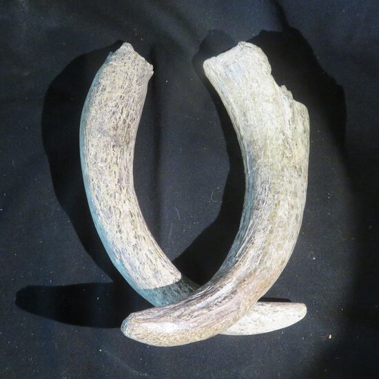 Bison or Wisent Horn Cores - - - Bos sp. - 45×8×8 cm