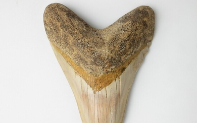 Carcharodon megalodon dent 13 cmCarcharodon megalodon dent 13 cm Mioceen (15-10 millions d'années), Java Indonésie....
