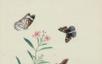 Chinese School, 19th Century Four studies of flowers...