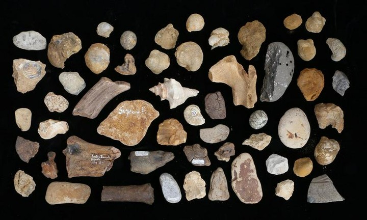 Collection of prehistoric fossils examples of