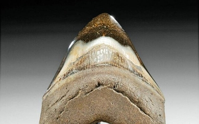 Fossilized Megalodon Tooth Polished Enamel