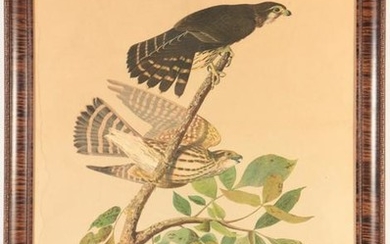 John James Audubon - Pigeon Hawk (Plate 21)