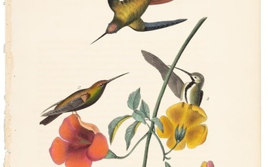 Mango Humming bird, Audubon, Royal Octavo hand-colored lithograph