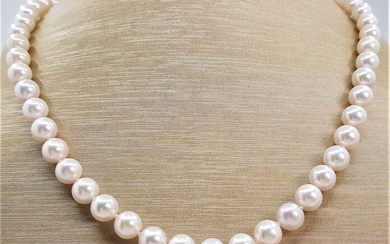 NO RESERVE PRICE - 7.5x8mm Akoya Pearls - 14 kt. White gold - Necklace