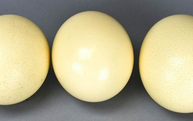 Pair of Natural Specimen Ostrich Eggs