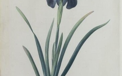 Redoute Stipple Engraving, Iris Luxiana