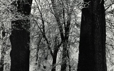 STEVE CROUCH - Trees, c. 1970's