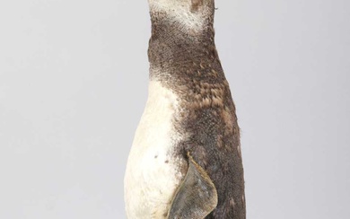 Taxidermy: Megellanic Penguin (Spheniscus magellanicus), early 20th century, a full...