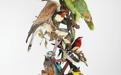 Victorian Taxidermy Collection of Birds