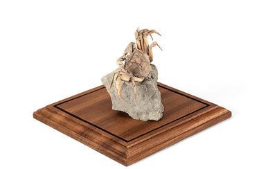Fossil Crab
