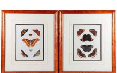 A pair of 19th century prints of butterflies.