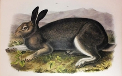 Audubon Lithograph, Polar Hare