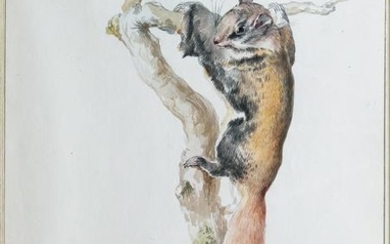 Schouman Watercolor Flying Squirrel