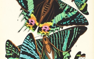 Séguy | Papillons, [c.1925]