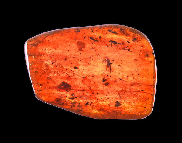 Large Amber Specimen with Insect Inclusions
