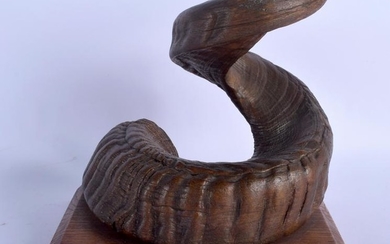 A RAM HORN, mounted upon a plinth. 22 cm x 20 cm.