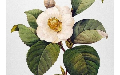 After Pierre-Jospeh Redoute, Floral Print, #14 Camelia