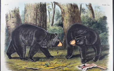 Audubon, Imperial Folio - American Black Bear. 141