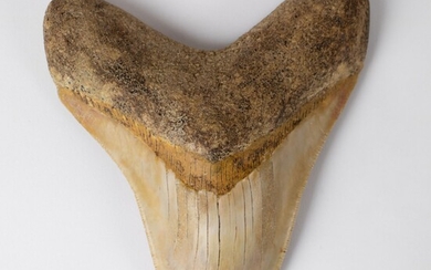 Carcharodon megalodon dent 14 cmCarcharodon megalodon dent 14 cm Mioceen (15-10 millions d'années), Java Indonésie....
