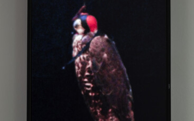 Diana Thater Male Gyr-Peregrine Falcon (Grim)